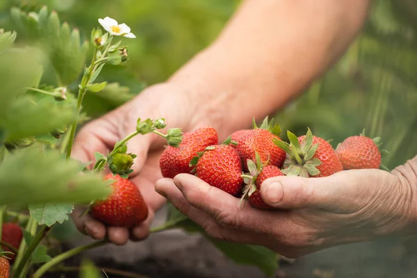 Senior Woman Hands Full Fresh Juicy Strawberries Collected Garden Close — Stock Photo, Image