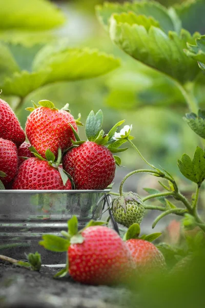 Close Shot Freshly Picked Ripe Red Strawberries Metal Bowl Green — Stock Photo, Image