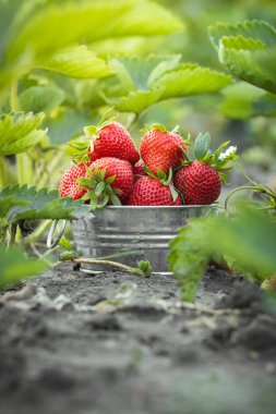 Bahçedeki çilek çalılarının yeşil yaprakları arasında metal kasedeki taze olgun kırmızı çilekleri yakından çek. Yazın böğürtlen verimi.