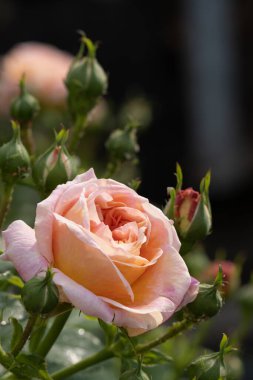 Bahçedeki güneşli bahar gününde açılmamış çiçek tomurcuklarıyla pembe çalı güllerinin makro çekimi.