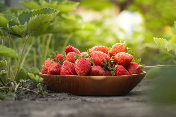 Close Shot Freshly Picked Ripe Red Strawberries Wooden Bowl Green — Stock Photo, Image
