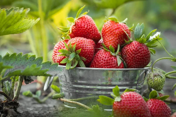 Close Shot Freshly Picked Ripe Red Strawberries Metal Bowl Green — Stock Photo, Image