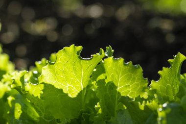 Bahçedeki taze yeşil salata yapraklarını yakından çek. Evde bahçe işleri ve sağlıklı beslenme konsepti. Gün batımı ışığı yeşil yaprakların arasından geçer.