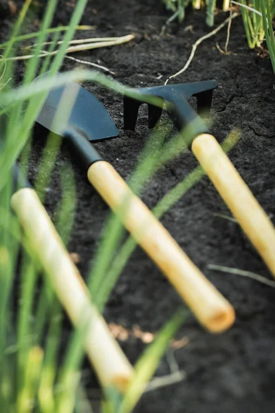 宏观拍摄的微型铲子卡在黑色的土壤旁边新鲜的绿色洋葱芽 家庭园艺和蔬菜种植的概念 种植年轻的洋葱 收获绿泉洋葱 — 图库照片