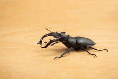 Güneşli bir günde tahta arka planda geyik böceğinin (Lucanus cervus) Macro çekimi. Nesli tükenmekte olan dev geyik böceği türleri.