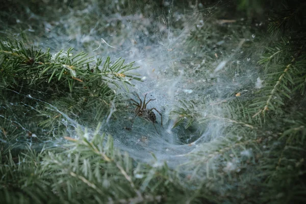 Makroaufnahme Einer Spinne Der Nähe Ihres Nestes Und Eines Großen — Stockfoto