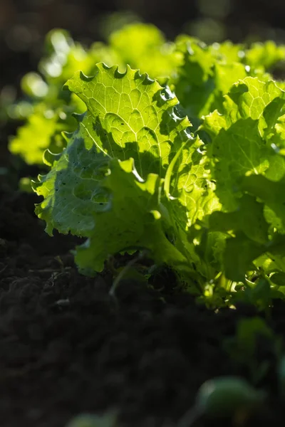 Bahçedeki taze yeşil salata yapraklarını yakından çek. Evde bahçe işleri ve sağlıklı beslenme konsepti. Gün batımı ışığı yeşil yaprakların arasından geçer.
