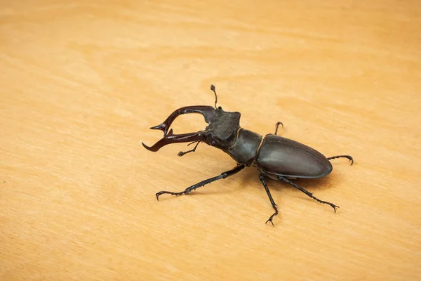 Macro Shot Stag Beetle Lucanus Cervus Wooden Background Sunny Day — Stock Photo, Image