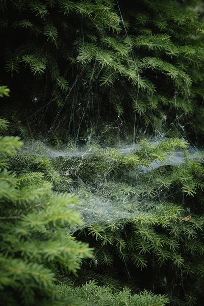 Spinnennester Großes Und Dickes Spinnennetz Einem Nadelstrauch Garten Makroaufnahme Des — Stockfoto