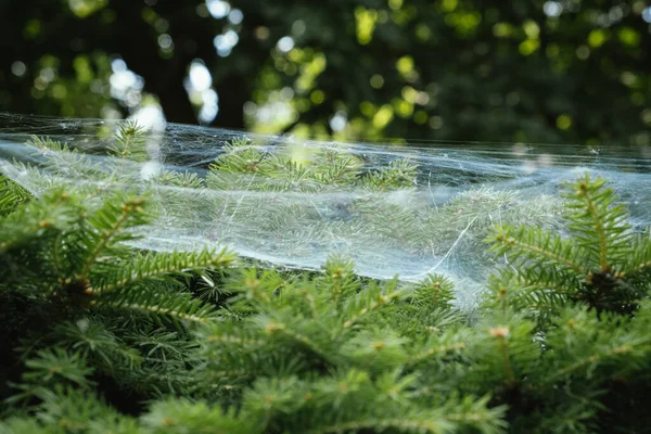 Spinnennester Großes Und Dickes Spinnennetz Einem Nadelstrauch Garten Makroaufnahme Des — Stockfoto