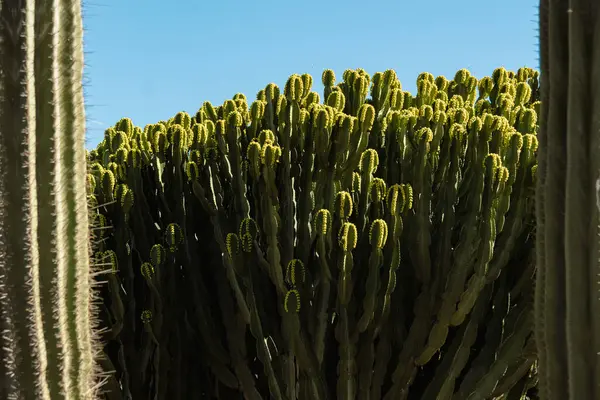 Primo Piano Grande Cactus Verde Sullo Sfondo Cielo Blu Sfondo Fotografia Stock