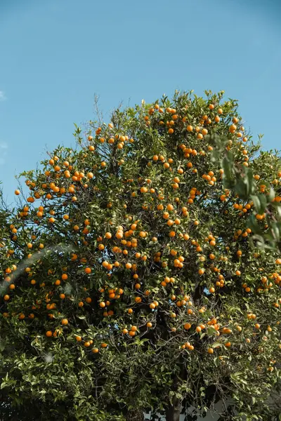 Albero Mandarino Con Frutti Arancio Maturi Contro Cielo Blu Isola Immagini Stock Royalty Free