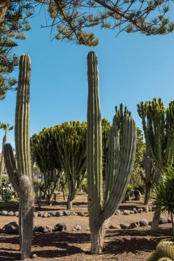 Tropikal bir ülkenin ıssız parkında Saguaro Kaktüsü