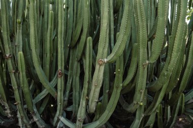Mavi gökyüzü arkaplanındaki büyük yeşil kaktüsü kapat. Tropik yeşilliğin desenli arka planı. Boş metin için boşluk kopyala