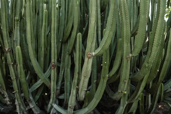 Zblízka Velký Zelený Kaktus Pozadí Modré Oblohy Strukturované Pozadí Tropické Royalty Free Stock Fotografie