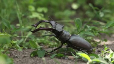 Ormandaki yeşil yapraklar ve otlar arasında geyik böceği (Lucanus cervus) fotoğrafı. Nesli tükenmekte olan dev geyik böceği türleri.