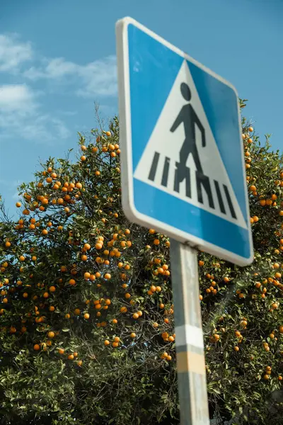 stock image Pedestrian crossing sign against the backdrop of a tangerine tree and blue sky. Travel and vacation concept. Crosswalk on tropical island