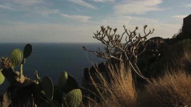 Önplanda kaktüs ve diğer tropikal yeşilliklerle birlikte yukarıdan güzel bir okyanus manzarası görüntüsü.
