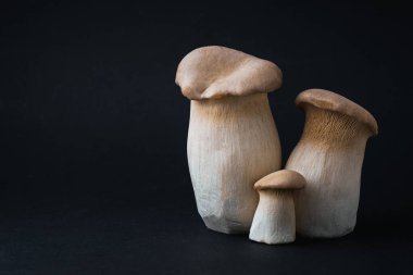 Siyah arkaplanda çiğ pleurotus eryngii mantarları var. Taze Kral istiridye mantarının detaylı fotoğrafını çek.