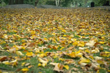 Central Park, New York 'ta yeri kaplayan sonbahar yapraklarının yakın çekimi.