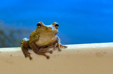 Açık renkli bir yüzeyde, bulanık mavi arkaplanı olan bir kurbağanın yakın çekimi..