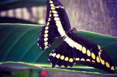 Swallowtail butterfly with black and yellow wings perched on a green leaf. clipart