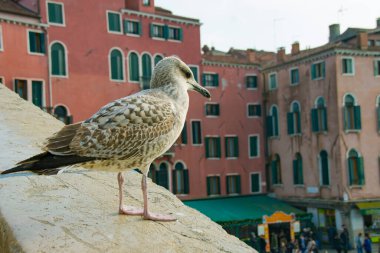 Canlı bir Venedik meydanına tünemiş bir martıya yakın çekim. 