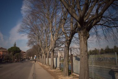 Leafless trees along a quiet road in Verona, Italy, on a clear day. clipart