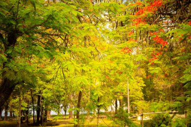 Dalgalı yeleli güzel siyah bir at. Seçici odak, atın zarafetini vurgular, bulanık yeşil arka plan ise çarpıcı görünümünü güçlendirir.