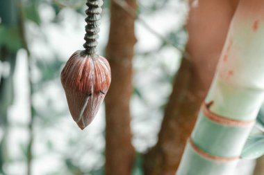 Dalgalı yeleli güzel siyah bir at. Seçici odak, atın zarafetini vurgular, bulanık yeşil arka plan ise çarpıcı görünümünü güçlendirir.