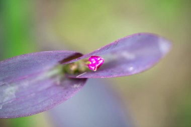 Dalgalı yeleli güzel siyah bir at. Seçici odak, atın zarafetini vurgular, bulanık yeşil arka plan ise çarpıcı görünümünü güçlendirir.