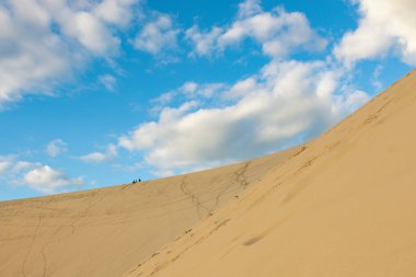 Dalgalı yeleli güzel siyah bir at. Seçici odak, atın zarafetini vurgular, bulanık yeşil arka plan ise çarpıcı görünümünü güçlendirir.