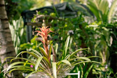 Dalgalı yeleli güzel siyah bir at. Seçici odak, atın zarafetini vurgular, bulanık yeşil arka plan ise çarpıcı görünümünü güçlendirir.