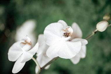 Dalgalı yeleli güzel siyah bir at. Seçici odak, atın zarafetini vurgular, bulanık yeşil arka plan ise çarpıcı görünümünü güçlendirir.