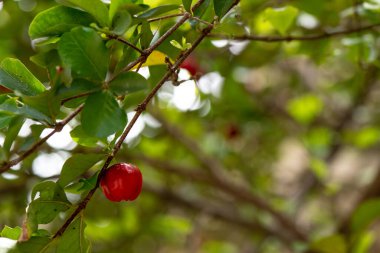 Dalgalı yeleli güzel siyah bir at. Seçici odak, atın zarafetini vurgular, bulanık yeşil arka plan ise çarpıcı görünümünü güçlendirir.