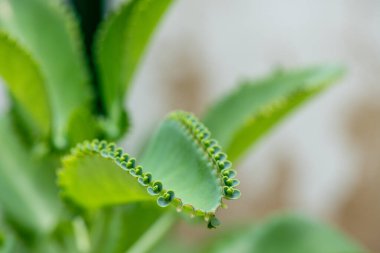 Dalgalı yeleli güzel siyah bir at. Seçici odak, atın zarafetini vurgular, bulanık yeşil arka plan ise çarpıcı görünümünü güçlendirir.