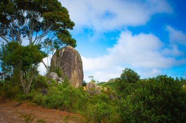 Dalgalı yeleli güzel siyah bir at. Seçici odak, atın zarafetini vurgular, bulanık yeşil arka plan ise çarpıcı görünümünü güçlendirir.