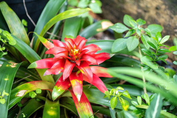 Красивая черная лошадь с волнистой гривой. Избранный фокус подчеркивает элегантность лошади, в то время как размытый зеленый фон усиливает ее поразительный внешний вид