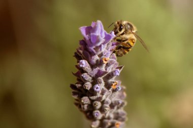 Bir lavanta çiçeğinden (Lavandula) nektar toplayan bir bal arısının (Apis mellifera) yakın çekimi. Arı ve çiçeğin karmaşık detaylarını vurgulayan arkaplan bulanık.