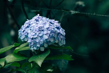 Mavi bir ortanca (Hydrangea makrophylla) çiçeğinin yakın çekimi, karmaşık taç yaprakları ve canlı rengini gözler önüne serer. Yeşil yapraklar ve bulanık arka plan bu bahçe çiçeğinin güzelliğini vurguluyor..