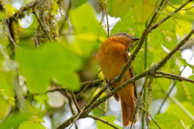 Yeşil yapraklarla çevrili yosunlu bir dala tünemiş turuncu göğüslü bir kuş. Kuşun canlı renkleri ve doğal yaşam alanı pitoresk bir vahşi yaşam sahnesi yaratır..