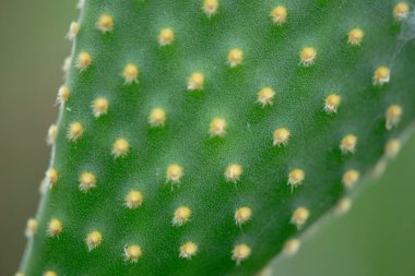 Bir Opuntia mikrodasys kaktüsünün detaylı dokusunun makro görüntüsü, sarı globitleri ve yeşil yüzeyi vurguluyor..