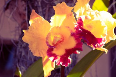Canlı sarı ve kırmızı Cattleya orkidelerinin yakın plan fotoğrafı. Arkaplanı bulanık ve narin taç yapraklarını vurguluyor..