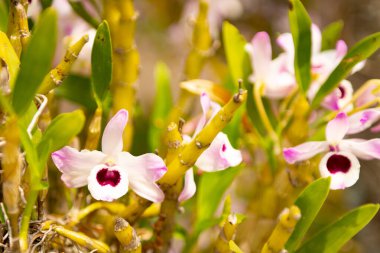Yeşil ve sarı saplar ve yapraklar arasında açan canlı pembe ve beyaz orkideler, yumuşak bir odak arka planına sahipler..