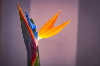 Bird of Paradise flower in close-up, with its striking orange and blue petals standing out against a blurred background. clipart