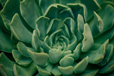 Yeşil bir Echeveria succulent 'e yakın çekim (Echeveria spp.) Seçici bir odak ile, karmaşık Rosette deseni ve dokusu gösterilir.