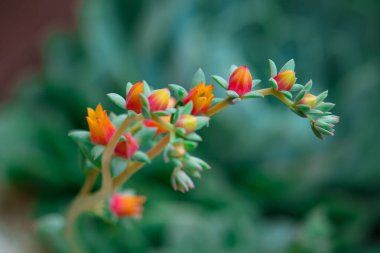 Küçük, turuncu ve sarı çiçekli bir demet, sığ bir alan derinliği ile yakalanır, güzel bulanık yeşil bir arka plan yaratır..