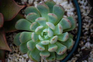 Yeşil ve kırmızı Echeveria sulu (Echeveria spp. ), Rosette desenini ve renkli kenarlarını vurguluyor, seçici odak noktasında yakalanıyor.