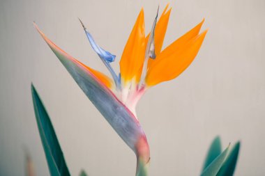 Bir Cennet Kuşu çiçeğinin (Strelitzia reginae) canlı turuncu ve mavi yaprakları keskin odak noktasında, egzotik güzelliğini vurgulayan bulanık arkaplan.