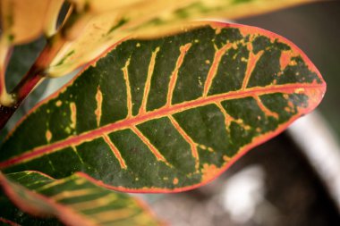 Geniş yeşil ve kırmızı damarlı Croton yaprağının (Codiaeum variegatum) yakın çekimi, bulanık bir arkaplan üzerinde ayrıntılı olarak yakalanır.
